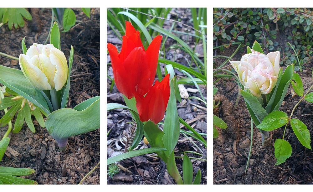 Immer wieder erblühen neue Tulpen**