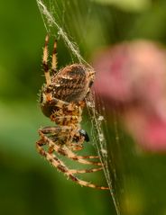 Immer wieder faszinierend obwohl man ihnen ständig begegnet: Araneus diadematus (Gartenkreuzspinne)