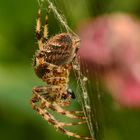 Immer wieder faszinierend obwohl man ihnen ständig begegnet: Araneus diadematus (Gartenkreuzspinne)