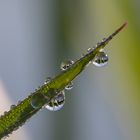 Immer wieder faszinierend, viele in einen kleinen Tropfen passt