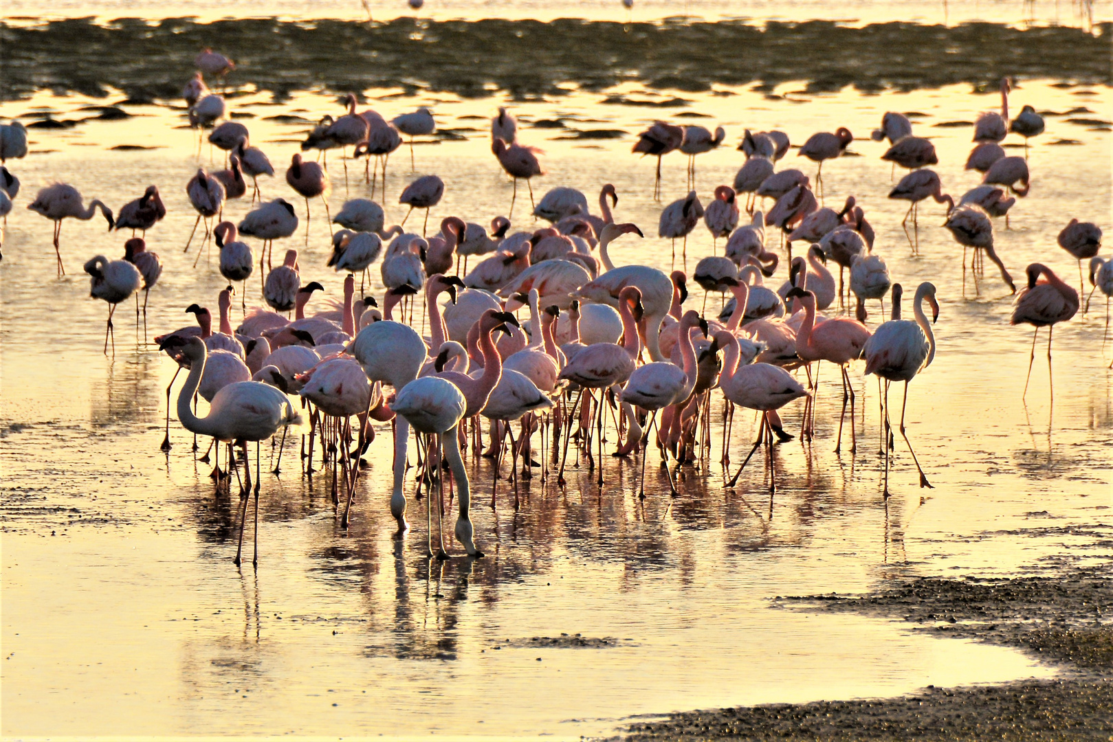 Immer wieder Flamingos....
