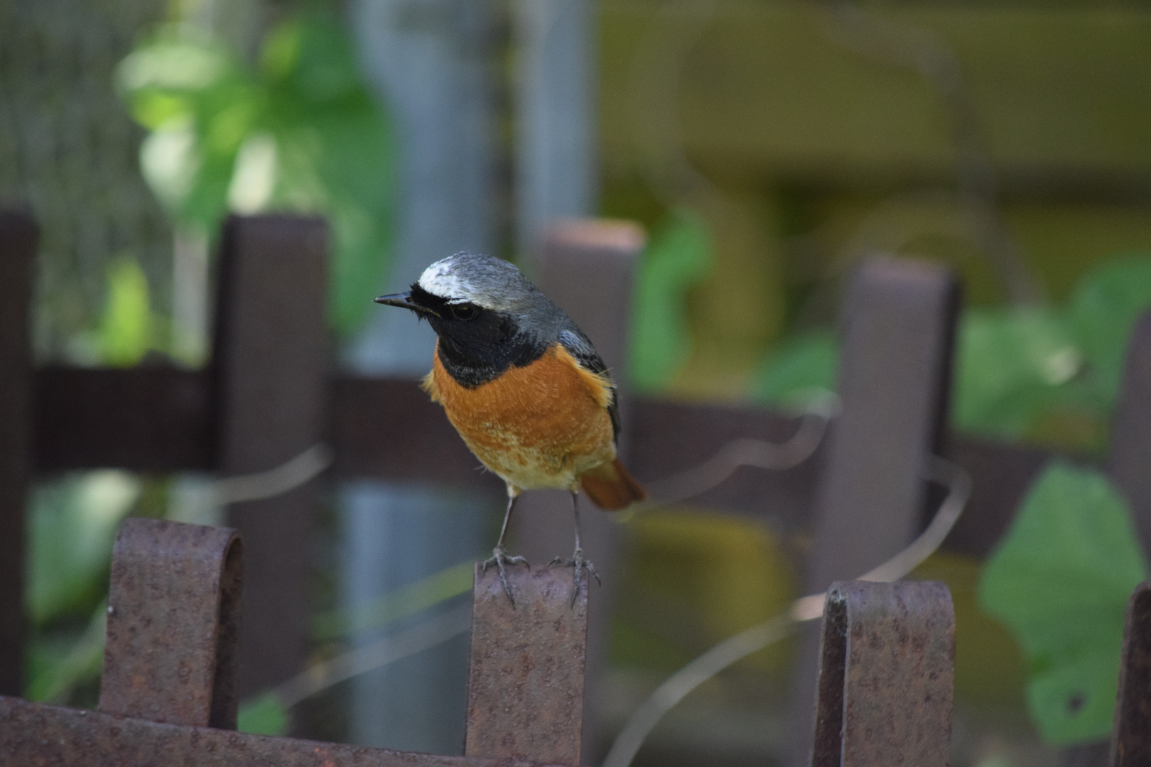 immer wieder Gartenrotschwanz