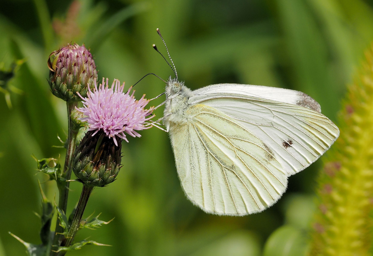 Immer wieder gern an der Distel....