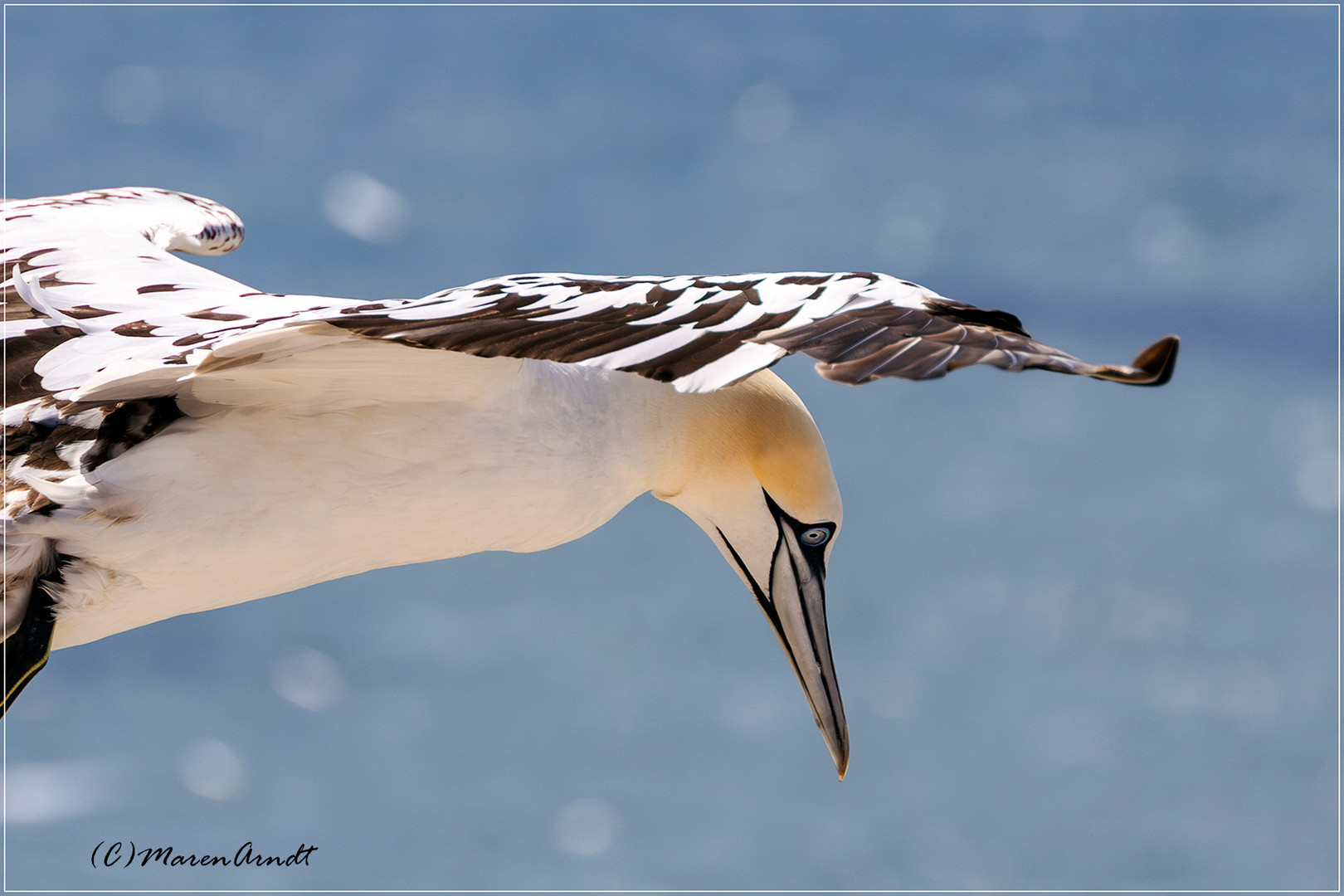 Immer wieder Helgoland