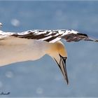 Immer wieder Helgoland