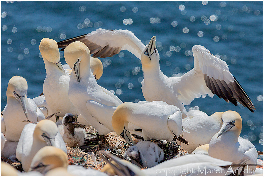 Immer wieder Helgoland