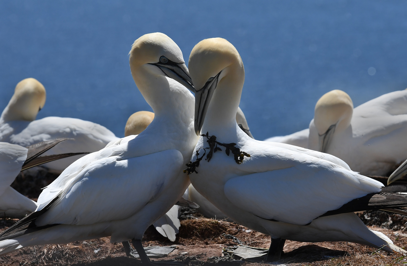 ...immer wieder Helgoland...