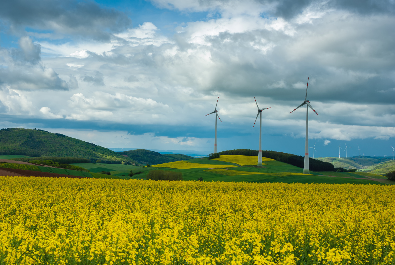 Immer wieder im Frühling blüht der Raps und bietet uns einen herrlichen Anblick