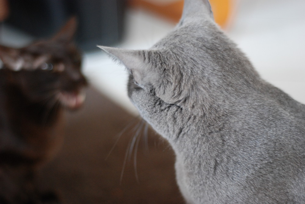 Immer wieder Katzen II Foto & Bild tiere, haustiere, katzen Bilder auf