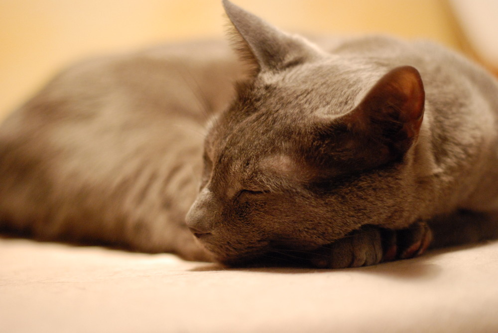 Immer wieder Katzen III: Weihnachtsstress...