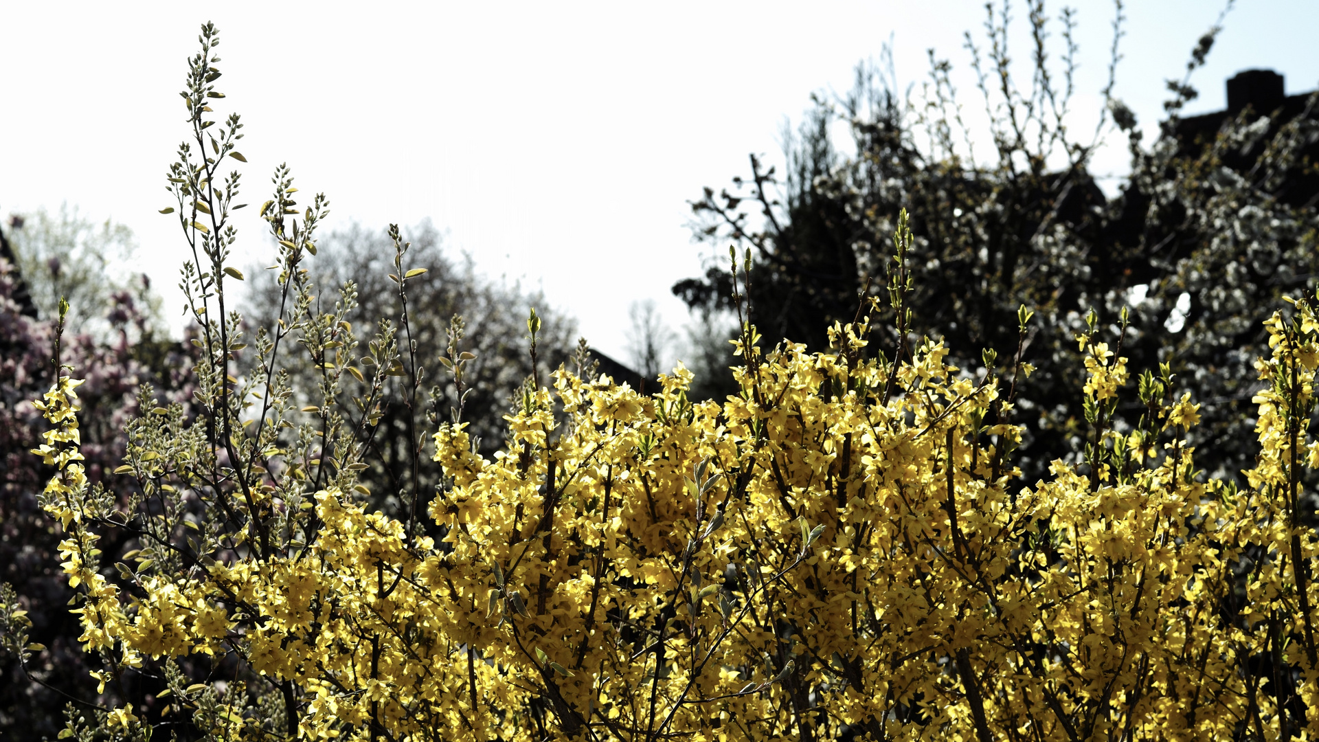 Immer wieder kommt ein neuer Frühling