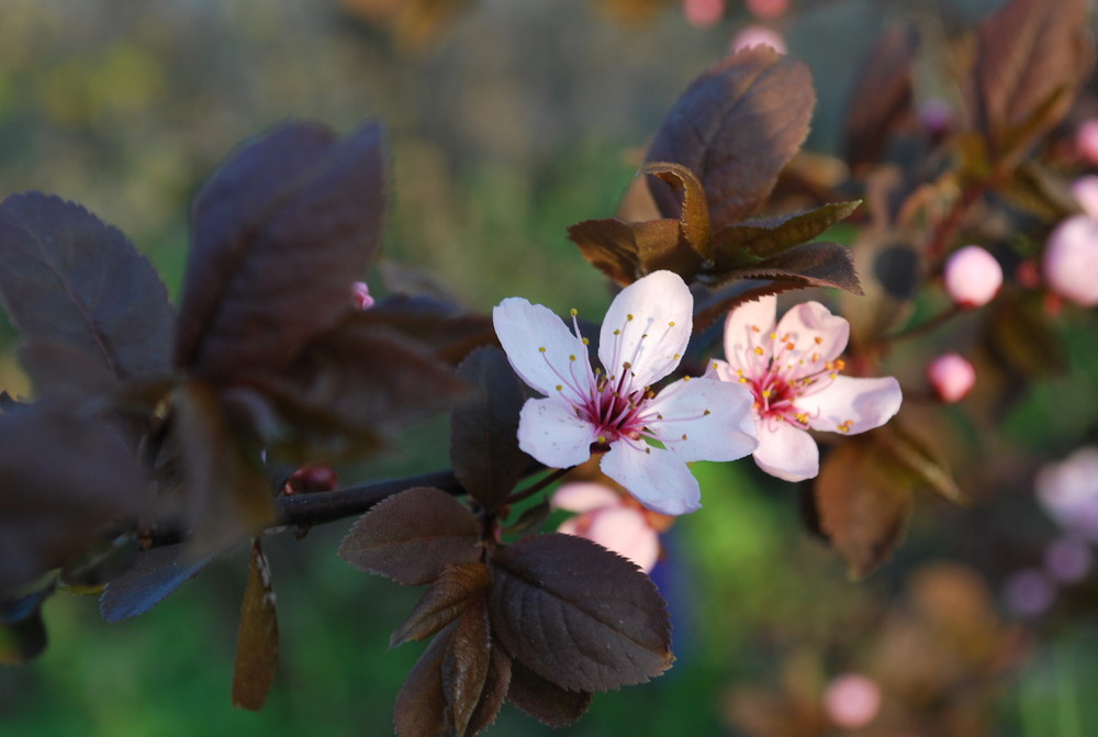 Immer wieder kommt ein neuer Frühling