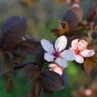 Immer wieder kommt ein neuer Frühling