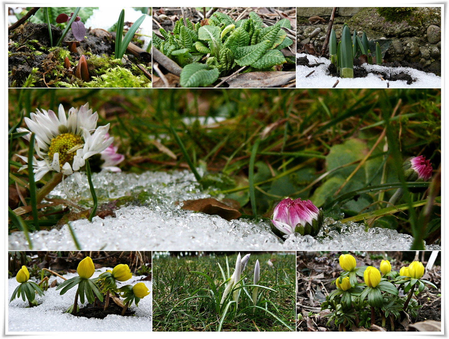 Immer wieder kommt ein neuer Frühling...