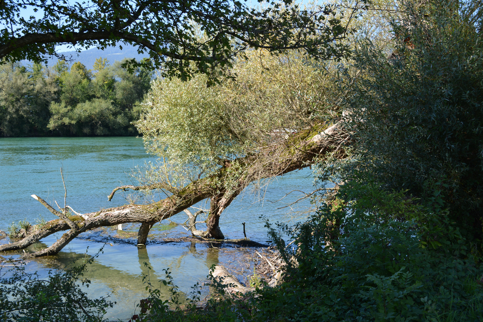 Immer wieder meine alte Weide an der Aare