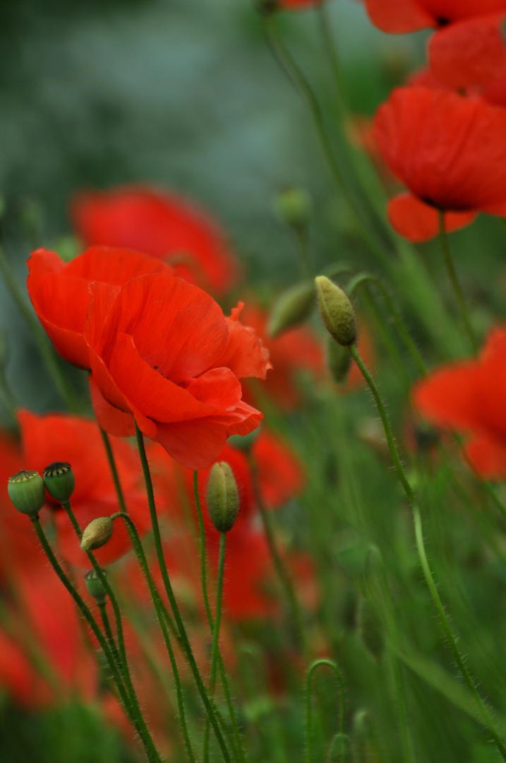 immer wieder Mohn...