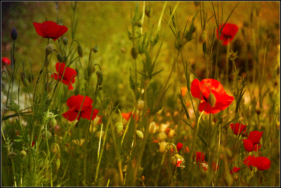 Immer wieder Mohn