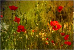 Immer wieder Mohn