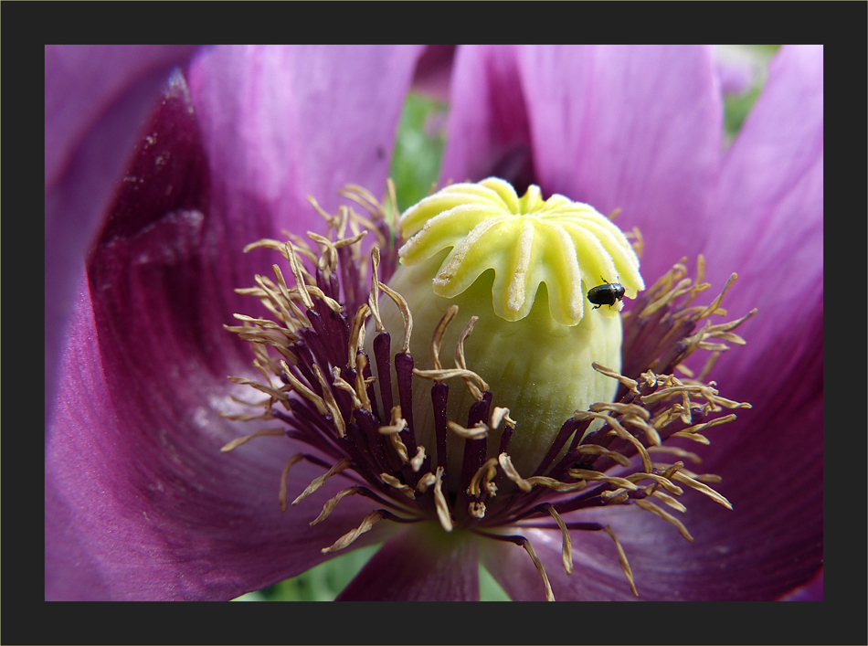 Immer wieder Mohn