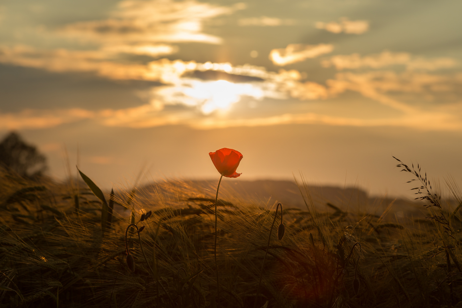 Immer wieder Mohn