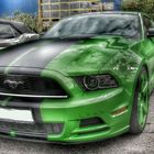 Immer wieder Mustang