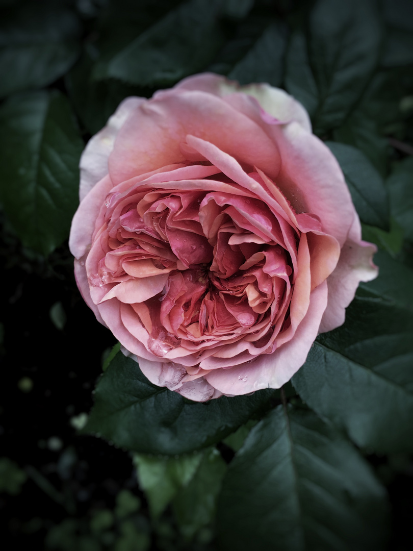Immer wieder: Rose, rosa