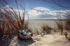 Immer wieder schön: Borkum