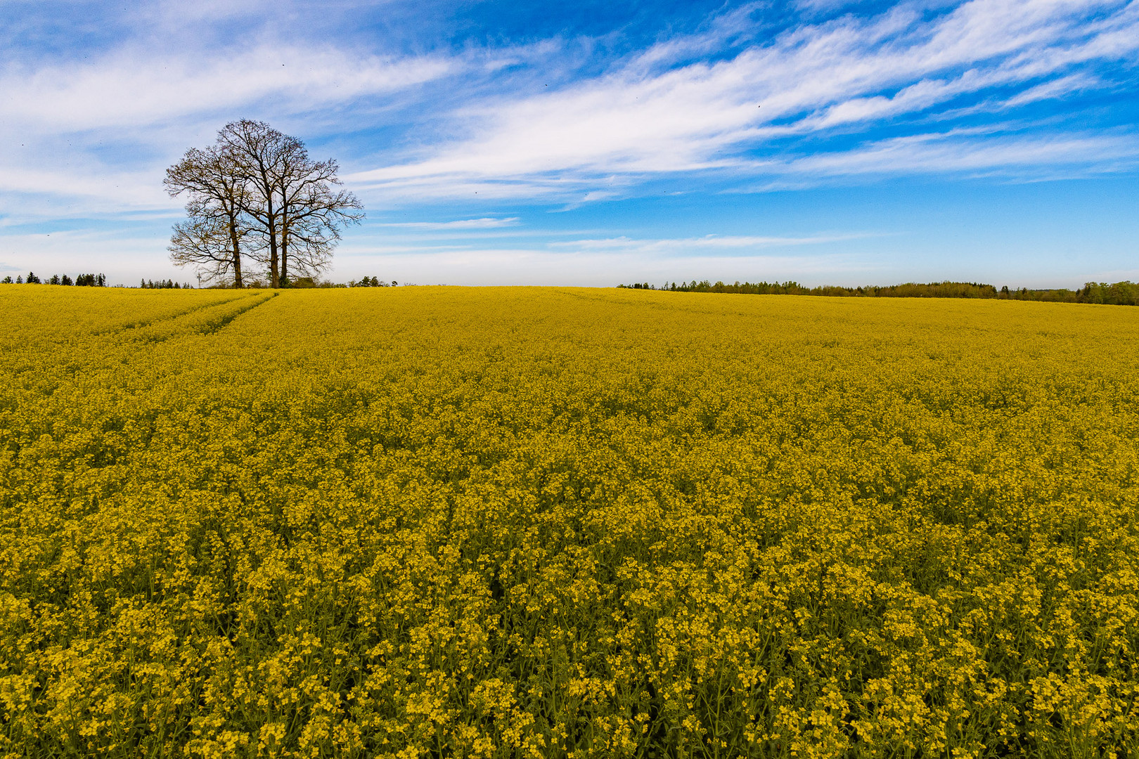 immer wieder schön, die Rapsfelder im Frühling