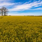 immer wieder schön, die Rapsfelder im Frühling