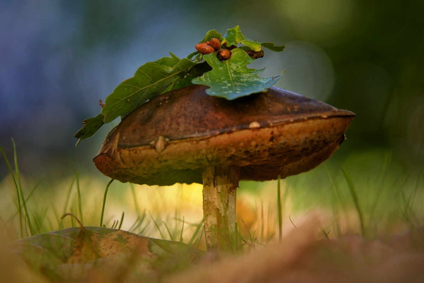 Immer wieder schön, einen Pilz Mitten in der Innenstadt zu finden :) 