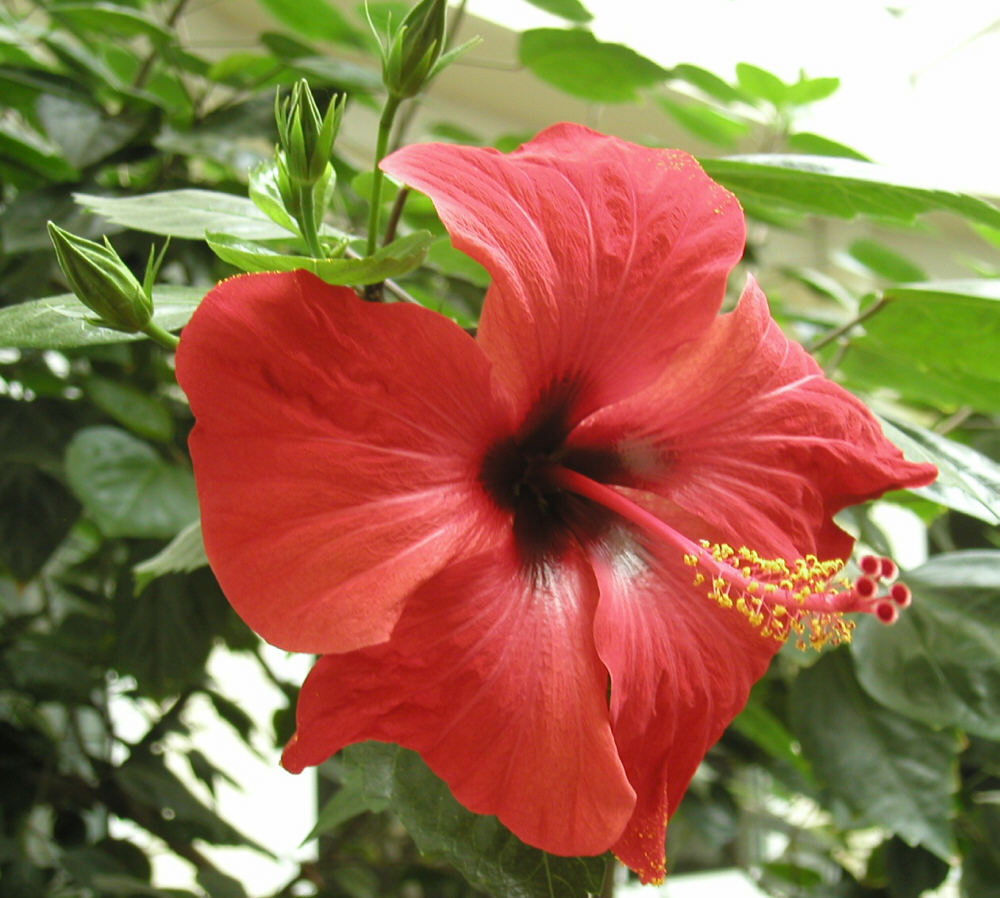 Immer wieder schön... Hibiskus