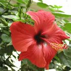 Immer wieder schön... Hibiskus