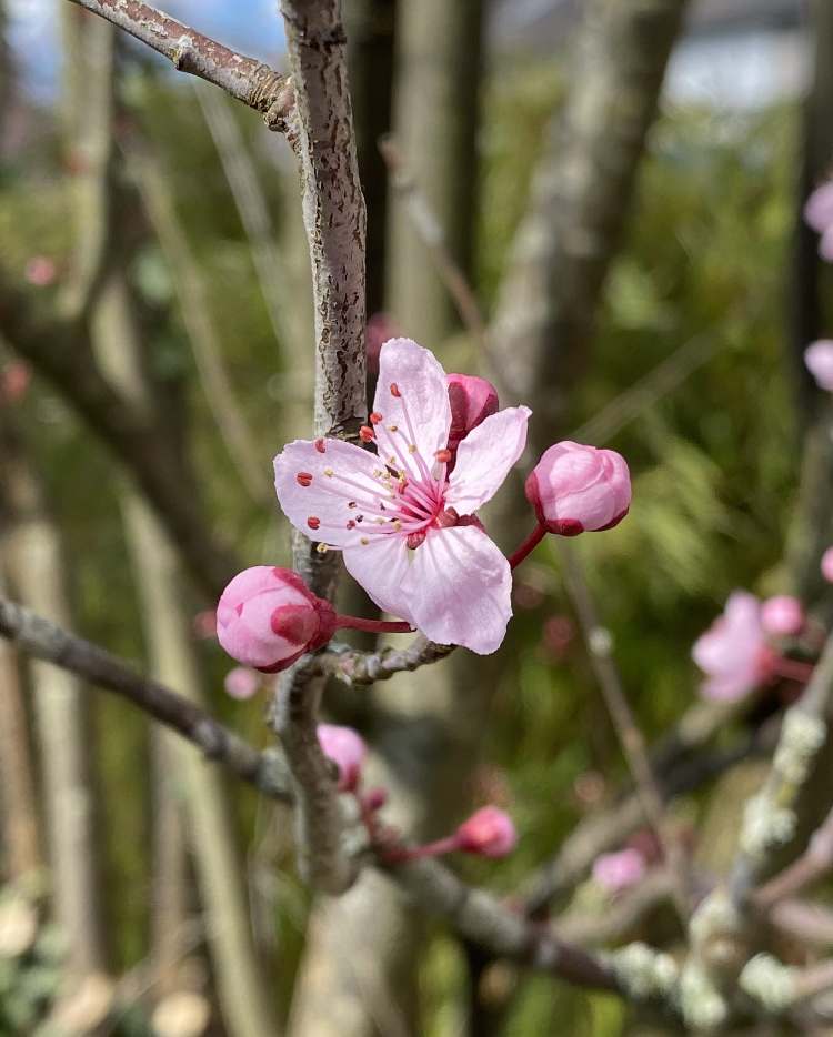 Immer wieder schön im Frühling 