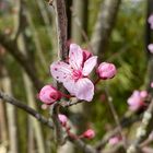 Immer wieder schön im Frühling 