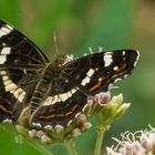 Immer wieder schön: Landkärtchen - Araschnia levana