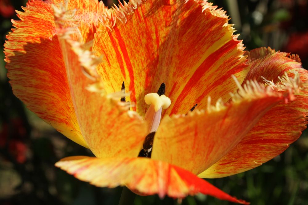 Immer wieder schön so ne Tulpe