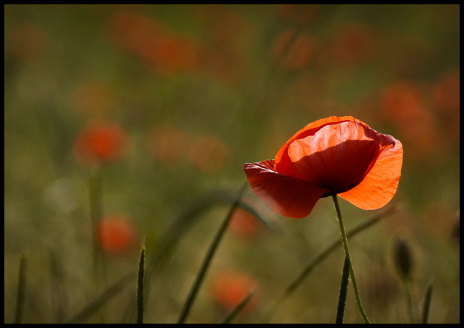 immer wieder schön..der Mohn