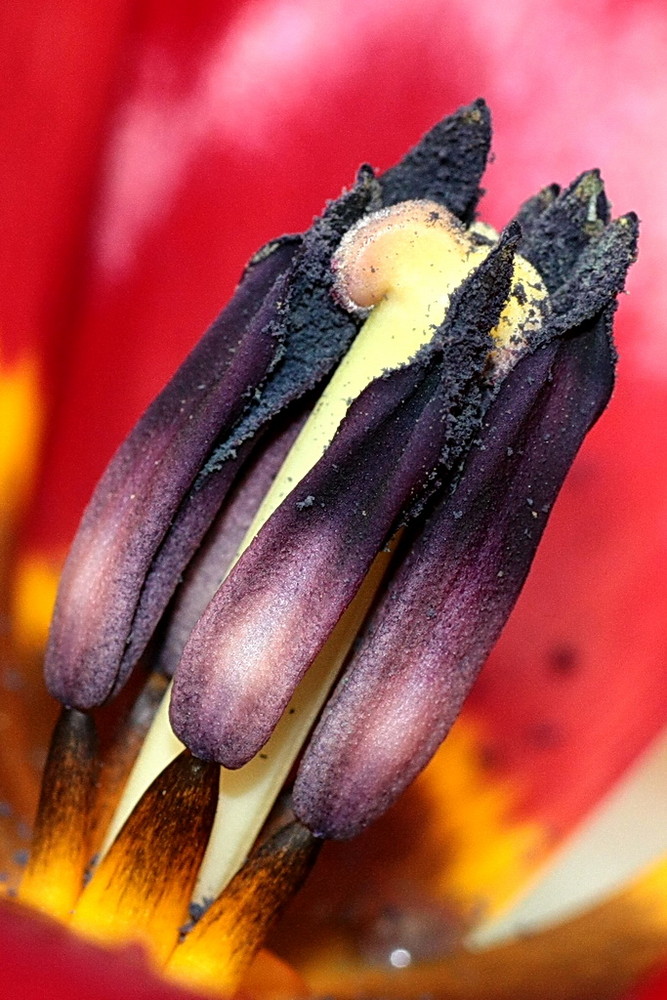 immer wieder schön.........Teil einer Tulpenblüte