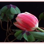 ...immer wieder Tulpen (2)
