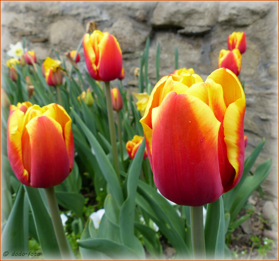 immer wieder TULPEN