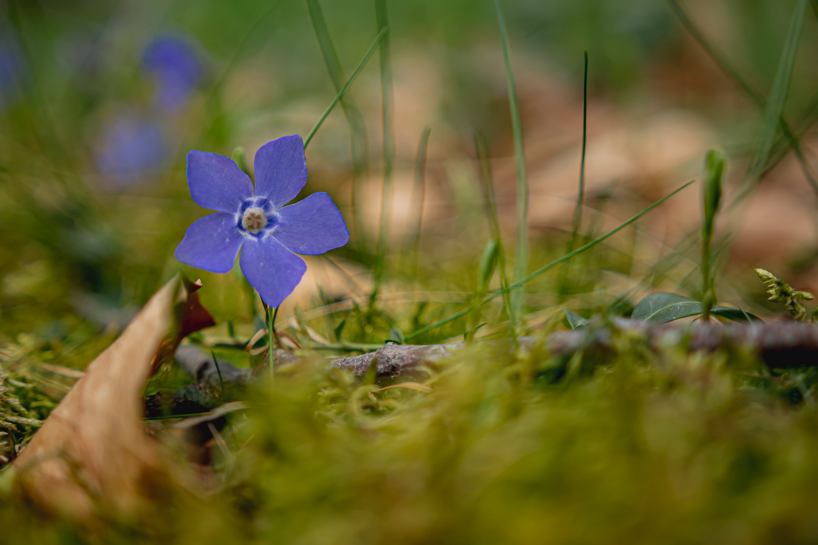 Immergrün im Wald