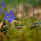 Immergrün im Wald