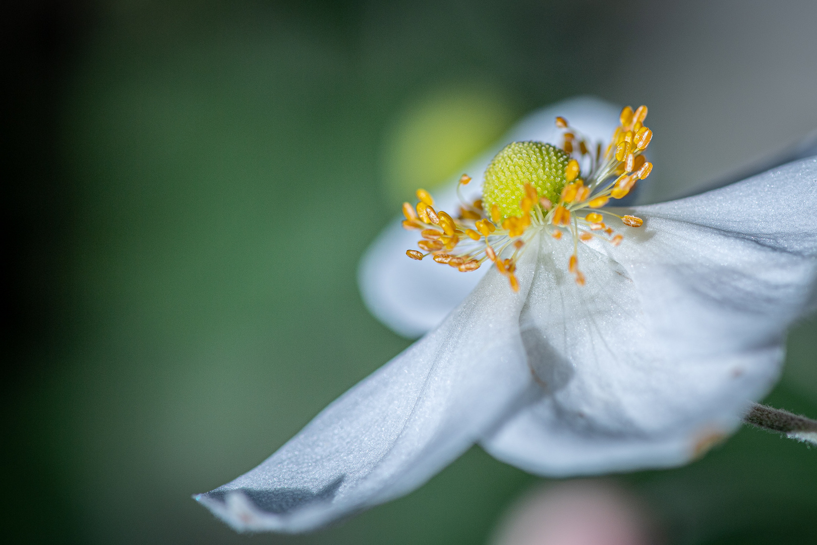 Immergrün Rose