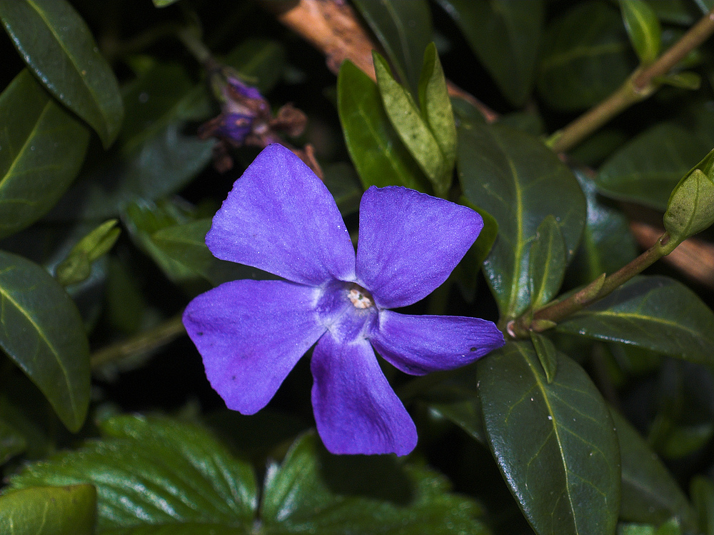 Immergrün (Vinca major) (sagt Helga)