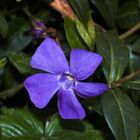 Immergrün (Vinca major) (sagt Helga)