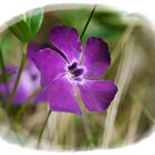 Immergrün violett 