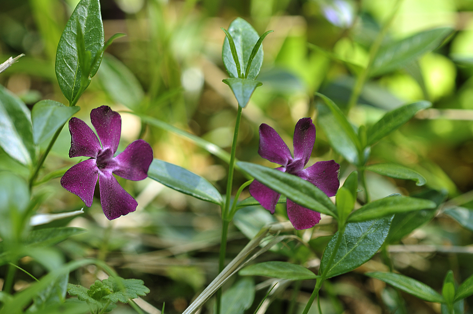 Immergrün, violette Variation