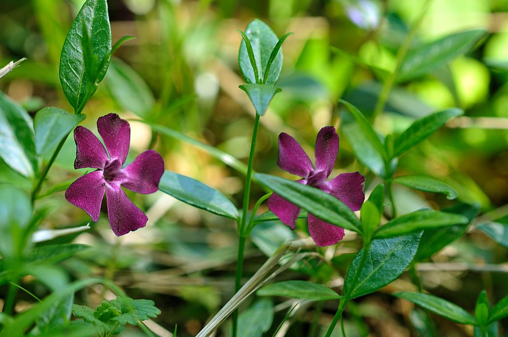 Immergrün, violette Variation