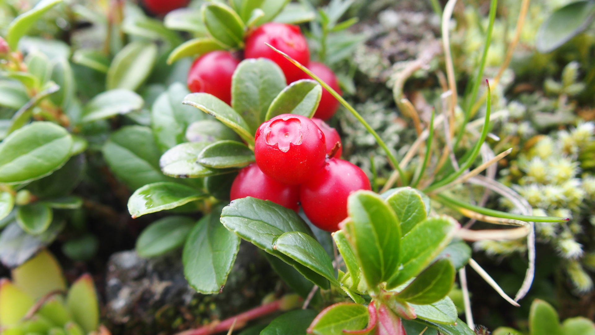 Immergrüne Bärentraube 'Arctostaphylos uva-ursi'