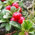 Immergrüne Bärentraube 'Arctostaphylos uva-ursi'